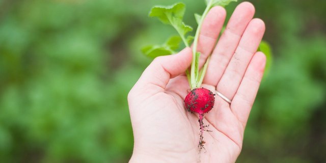 Das Programm «5 am Tag», das für fünf Portionen Früchte und Gemüse pro Tag wirbt, sei in der Schweizer Bevölkerung viel zu unbekannt, argumentiert Benjamin Roduit. Das soll sich ändern. (Bild Pexels / Pixabay)