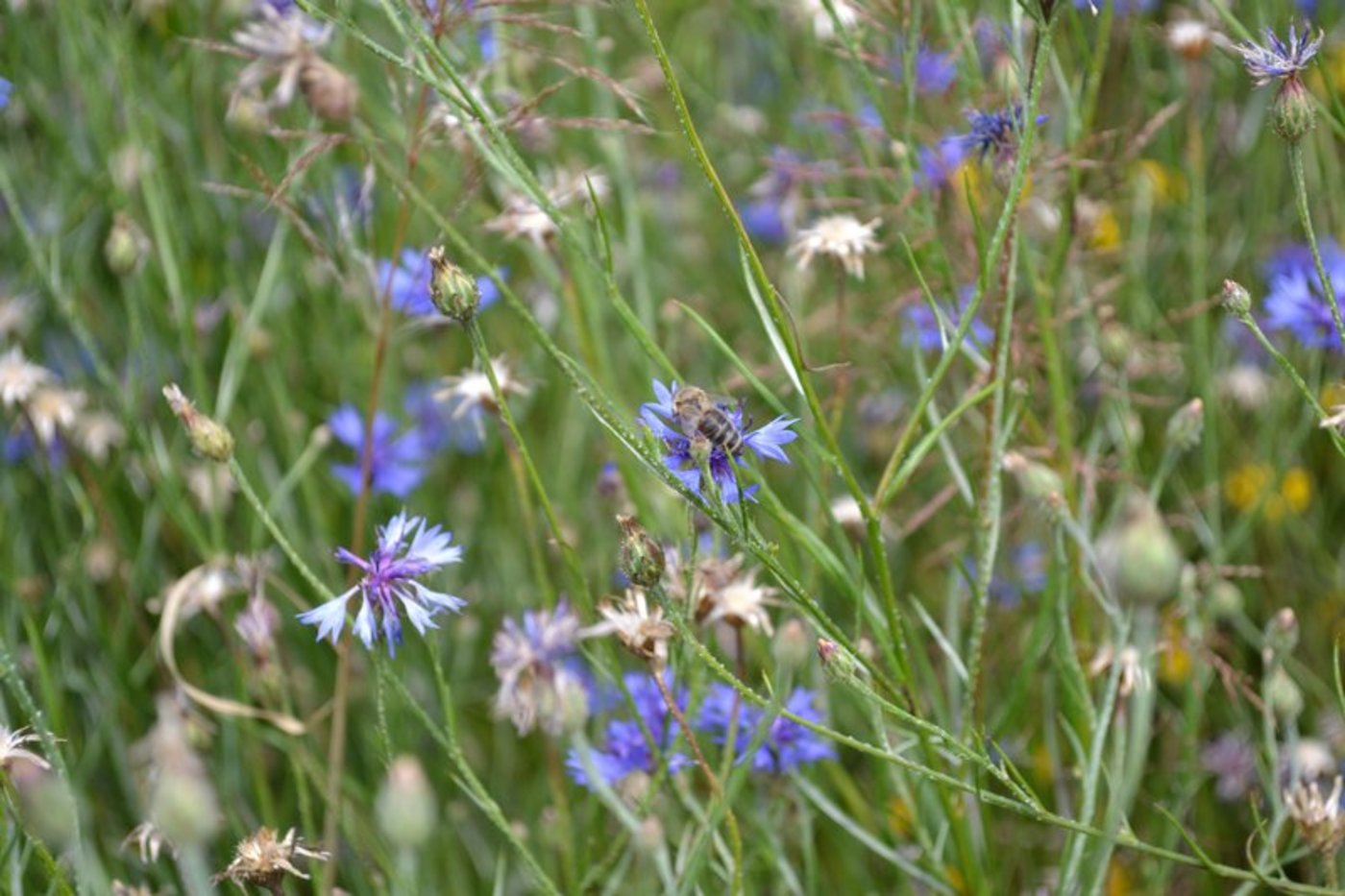 Ein Blühstreifen fördert die Biodiversität. (Bild jba)