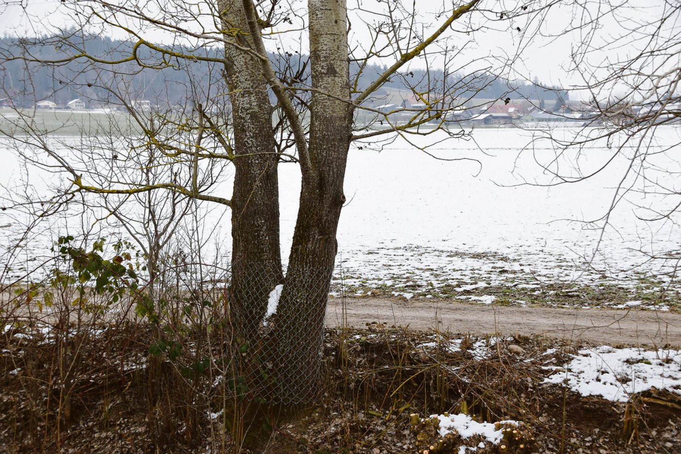 Damit der Biber nicht noch den letzten Baum in Beschlag nimmt, werden diese mit Maschendraht geschützt.