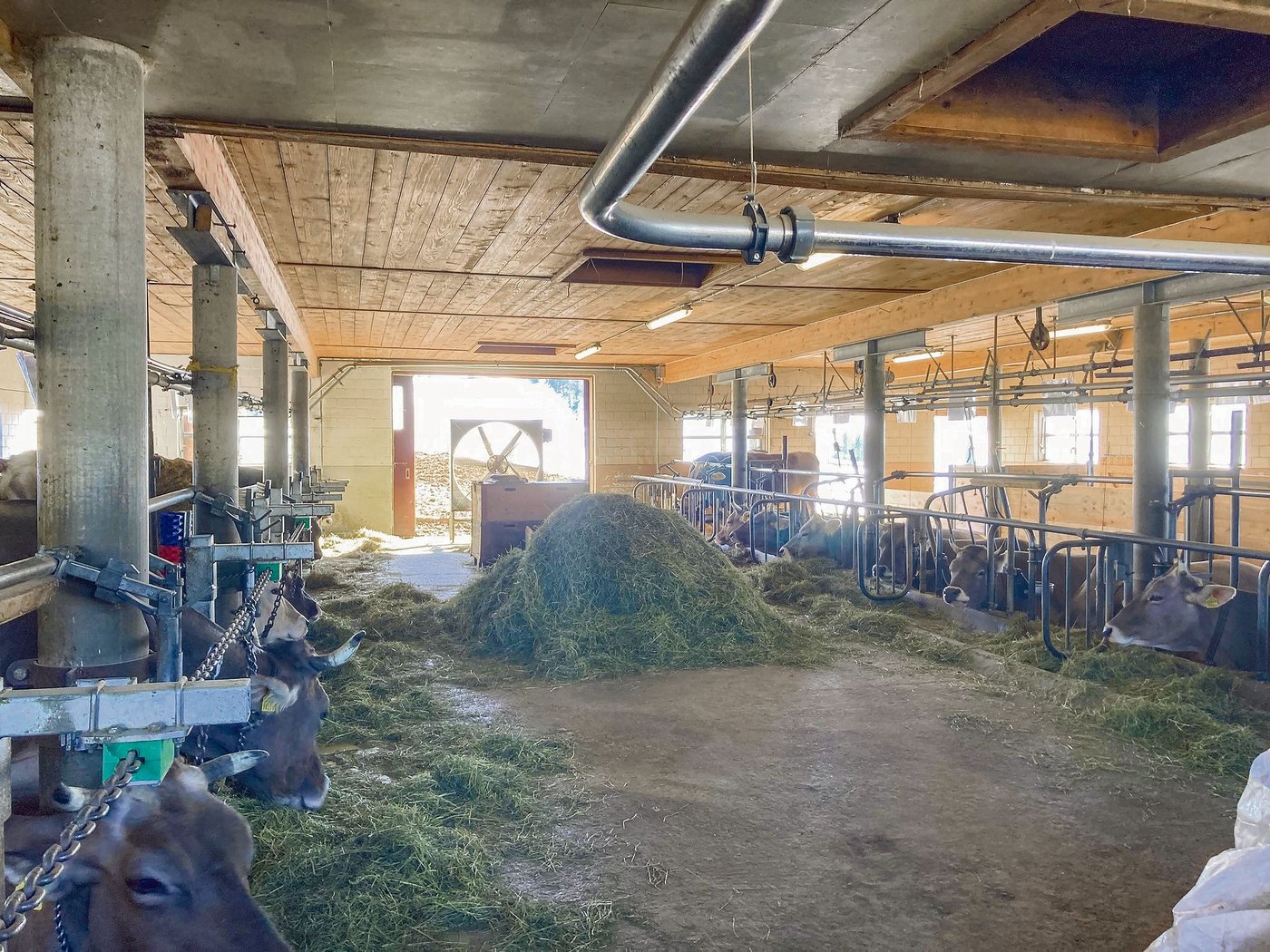 Wie gesund und leistungsfähig Kühe sind, hängt stark von der Qualität des Grundfutters, aber auch von ihrem Wohlbefinden im Stall ab. (Bild Alexandra Stückelberger)