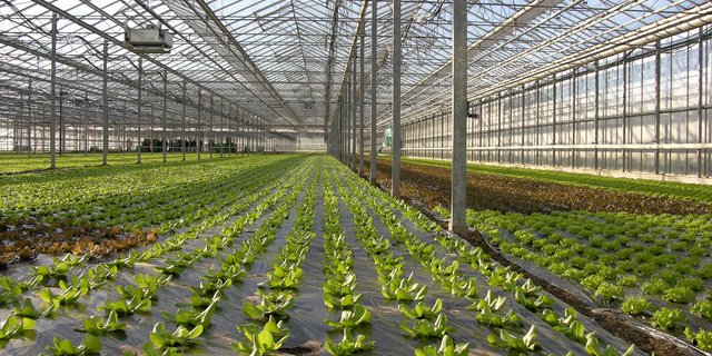 Ganz auf fossile Energie zu verzichten, wird zur Herausforderung für den Unterglas-Gemüseanbau. Das geht aus der 3. Nationalen Unterglas-Gemüsebautagung hervor. (Symbolbild BauZ)