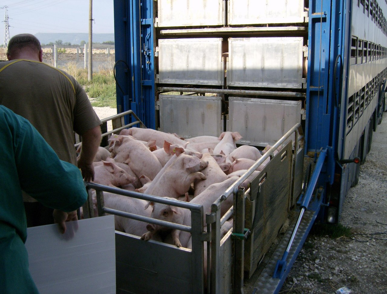 Die misten Oberschenkelfrakturen der angelieferten Schweine sind bereits vor dem Transport zustande gekommen. (Symbolbild Izvora/Wikimedia)