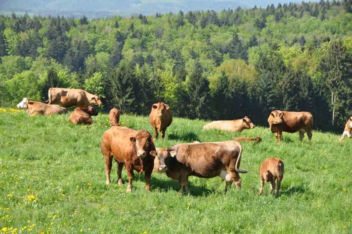 Beliebt bei Konsumenten: Rindfleisch mit hohen Tierwohl-Standards. (Bild zVg)