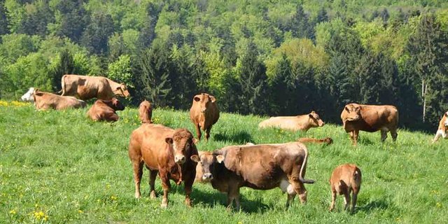 Beliebt bei Konsumenten: Rindfleisch mit hohen Tierwohl-Standards. (Bild zVg)
