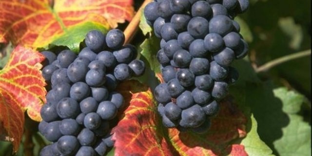 Es sieht in der Nordwestschweiz nach einer guten Traubenernte aus - trotz vielen Herausforderungen. (Bild: BauZ)