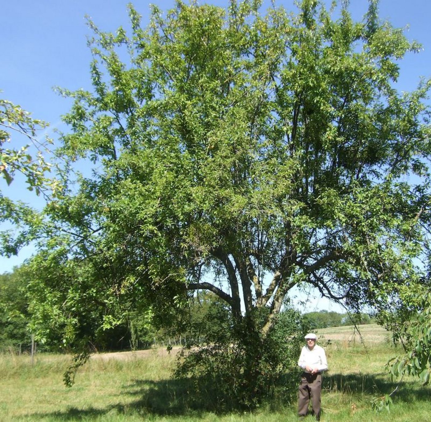 Der Pomologe Roger Corbaz bestimmte die Sorte Sternapi, pfropfte sie und hat sie so vor dem Aussterben gerettet.