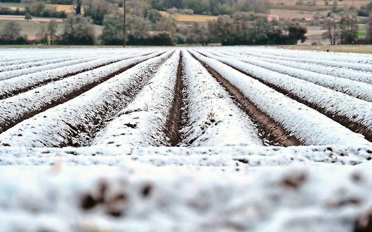 Auf manchem Acker lag am Donnerstag-Vormittag eine feine Schneeschicht wie auf diesen Kartoffeldämmen.