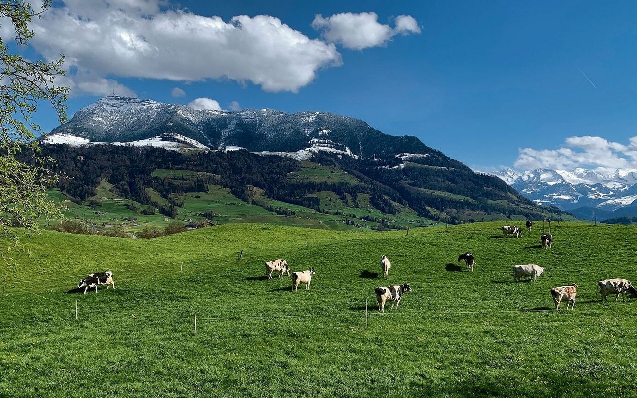 Weidestart bei Küssnacht am Rigi. Weiden ist für das Klima nicht schädlicher als andere Bewirtschaftungsformen in der Rindviehhaltung. Und überhaupt seien alle Umweltwirkungen zu beachten, hiess es an einer Fachtagung im Zugerbiet. 