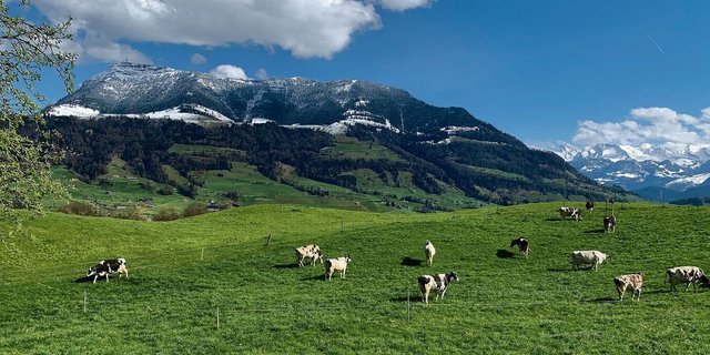 Weidestart bei Küssnacht am Rigi. Weiden ist für das Klima nicht schädlicher als andere Bewirtschaftungsformen in der Rindviehhaltung. Und überhaupt seien alle Umweltwirkungen zu beachten, hiess es an einer Fachtagung im Zugerbiet. 