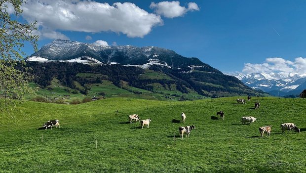 Weidestart bei Küssn Weidestart bei Küssnacht am Rigi. Weiden ist für das Klima nicht schädlicher als andere Bewirtschaftungsformen in der Rindviehhaltung. Und überhaupt seien alle Umweltwirkungen zu beachten, hiess es an einer Fachtagung im Zugerbiet.