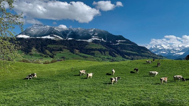 Weidestart bei Küssnacht am Rigi. Weiden ist für das Klima nicht schädlicher als andere Bewirtschaftungsformen in der Rindviehhaltung. Und überhaupt seien alle Umweltwirkungen zu beachten, hiess es an einer Fachtagung im Zugerbiet. 