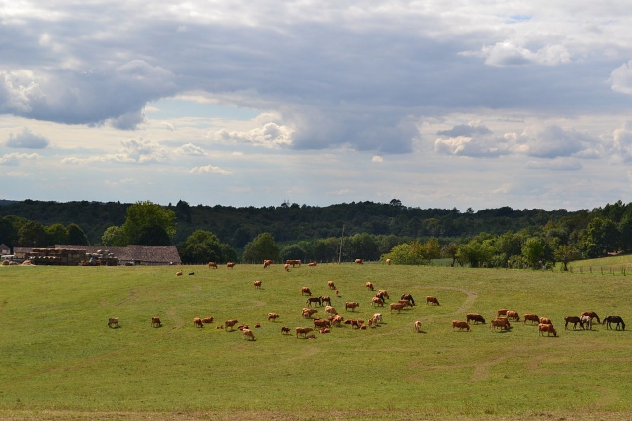 Kühe und Pferde auf der Weide in der Dordogne (Frankreich). (Bild Pixabay)