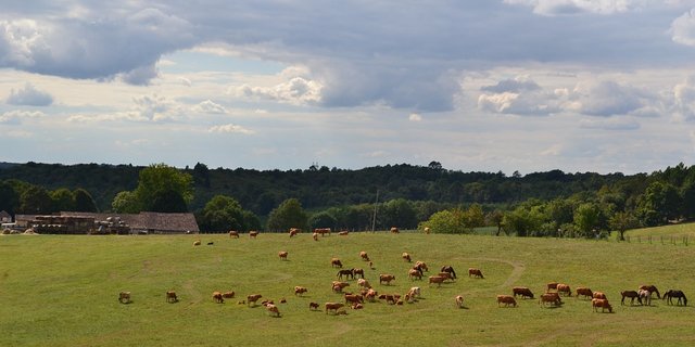 Kühe und Pferde auf der Weide in der Dordogne (Frankreich). (Bild Pixabay)