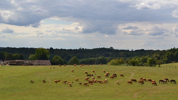 Kühe und Pferde auf der Weide in der Dordogne (Frankreich). (Bild Pixabay)