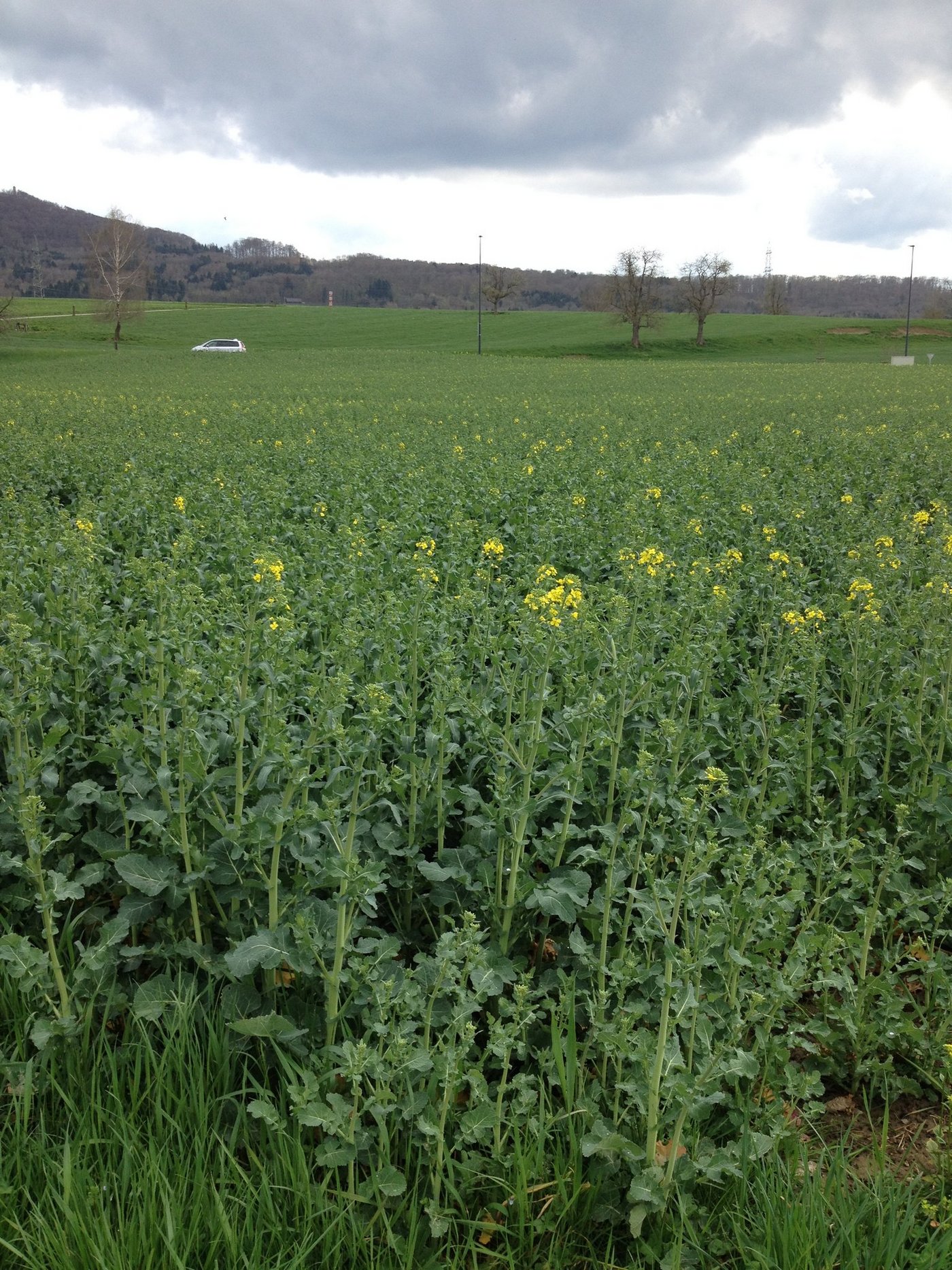 Bei den ersten offenen Blüten (DC 60) im Raps darf kein Insektizid mehr eingesetzt werden.  Ab DC 60 verursacht der Rapsglanzkäfer auch keinen Schaden mehr an den Knospen. (Bild zVg)