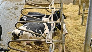 Eine gute Tierhaltung reicht nicht: Beim baulichen Tierschutz geht es um Zentimeter. Etwa bei der Höhe des Bugholzes in den Boxen.