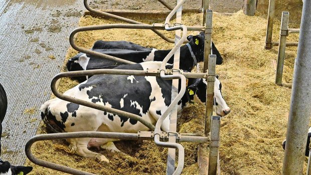Eine gute Tierhaltung reicht nicht: Beim baulichen Tierschutz geht es um Zentimeter. Etwa bei der Höhe des Bugholzes in den Boxen.