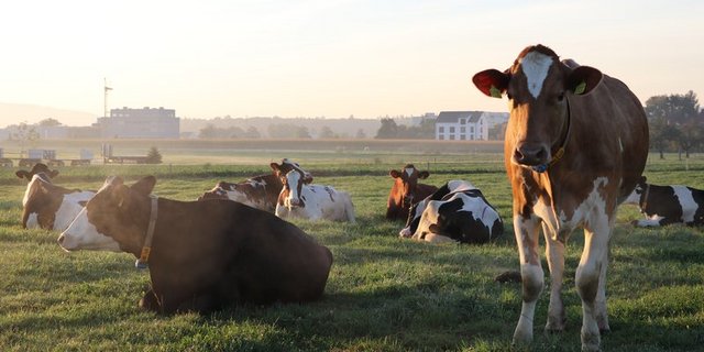 In nachhaltiger Weidehaltung haben Wiederkäuer das Potenzial, Kohlenstoff als Humus im Boden zu speichern, sagt Anita Idel. (Symbolbild Ruth Aerni)