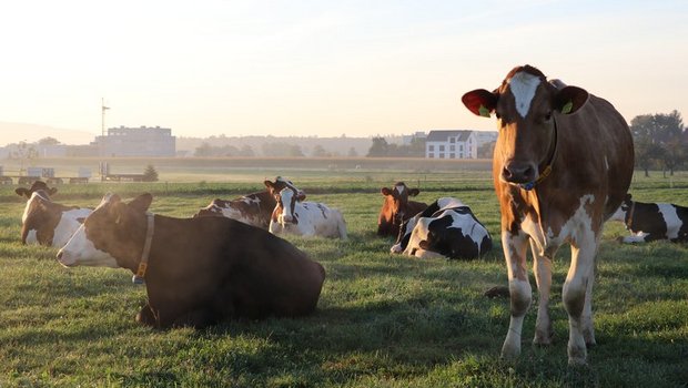 Kühe sind Klimaschützer keine Klimakiller In nachhaltiger Weidehaltung haben Wiederkäuer das Potenzial, Kohlenstoff als Humus im Boden zu speichern, sagt Anita Idel. (Symbolbild Ruth Aerni)