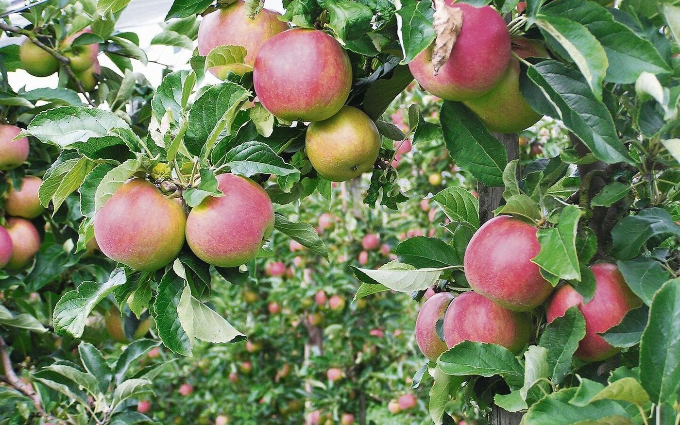 Die Früchte der Sorte Idared, die mehr direktem Sonnenlicht ausgesetzt sind, färben sichtbar besser aus als diejenigen, die z. B. an der Astunterseite an einem schattigeren Platz hängen.