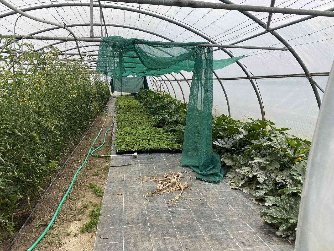 Lehmanns ziehen ihre eigenen Erdbeersetzlinge, indem sie Ausläufer sammeln und einpflanzen. Einen Teil der Erdbeerpflanzen kaufen sie aber jedes Jahr noch zu, damit die Sorten erhalten bleiben. 