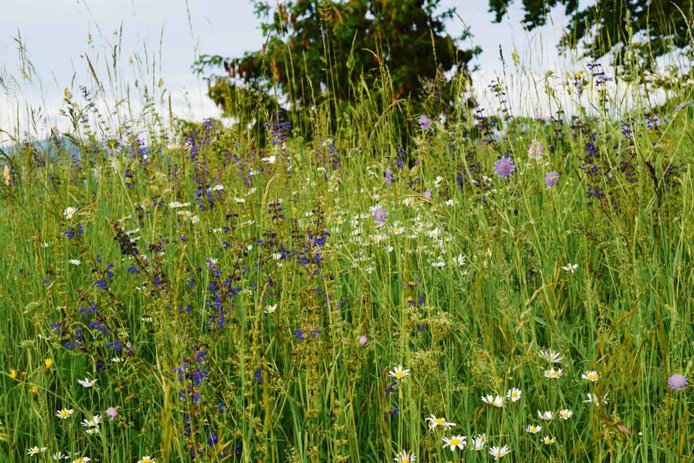 Auch die bunten Blumen brauchen etwas Starthilfe. Ohne teure Einsaat wäre diese Wiese weniger artenreich.