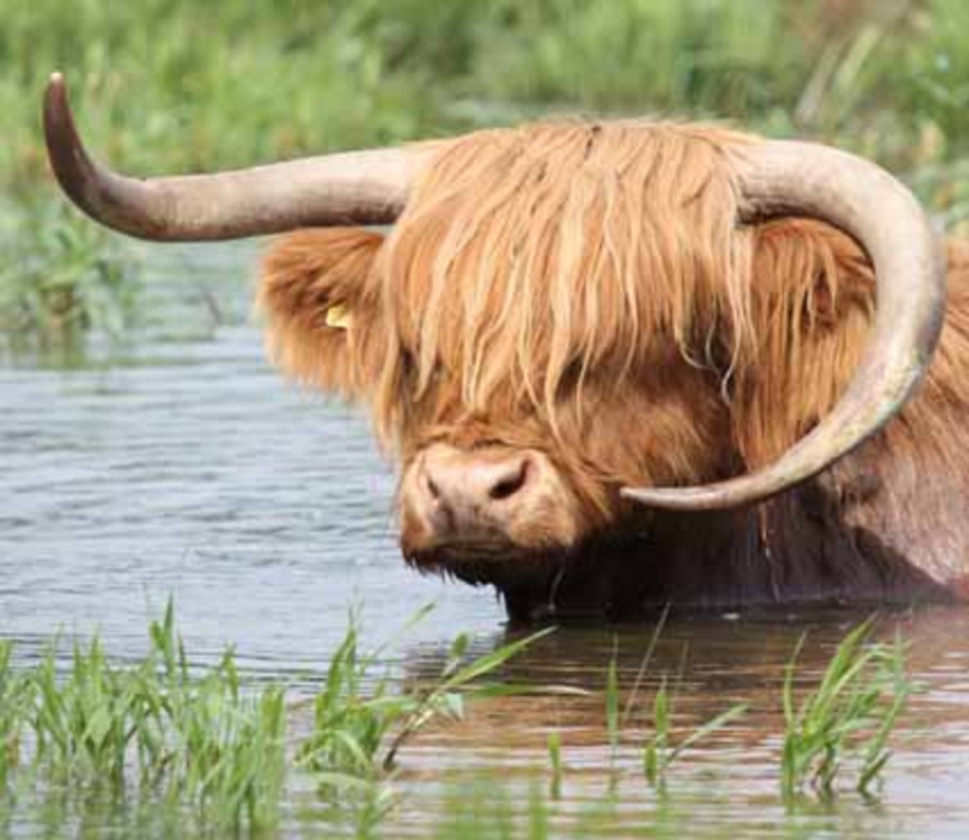 Die Hitze kehrt in diesen Tagen zurück.  (Bild Verena Fitze Eugster/landwirtschaft.ch)