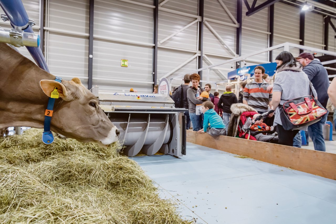 «Schnell angewöhnt»: Lussis Kühe frassen in der Messehalle unter Beobachtung. (Bilder Messe Luzern)