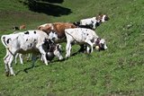 Ein letztes Mal grasen die Rinder auf der Weide der Alpe Schwarzenberger Platte. (Bild Jasmine Baumann) 
