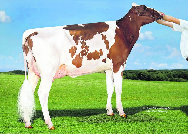 Sie ist eine der ersten abgekalbten Töchter vom Stier Ladd P in Amerika: Tiger Lily Ladd Fifi VG-85. (Bild: cf)