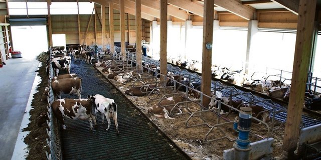 Entweder liegen oder fressen die Kühe. Ein Herumstehen ist meistens ein Signal dafür, dass mit den Liegeboxen etwas nicht stimmt. (Bilder: Michael Goetz)
