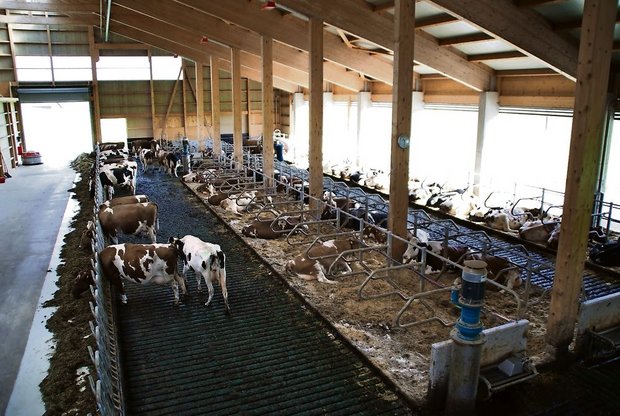 Entweder liegen oder fressen die Kühe. Ein Herumstehen ist meistens ein Signal dafür, dass mit den Liegeboxen etwas nicht stimmt. (Bilder: Michael Goetz)