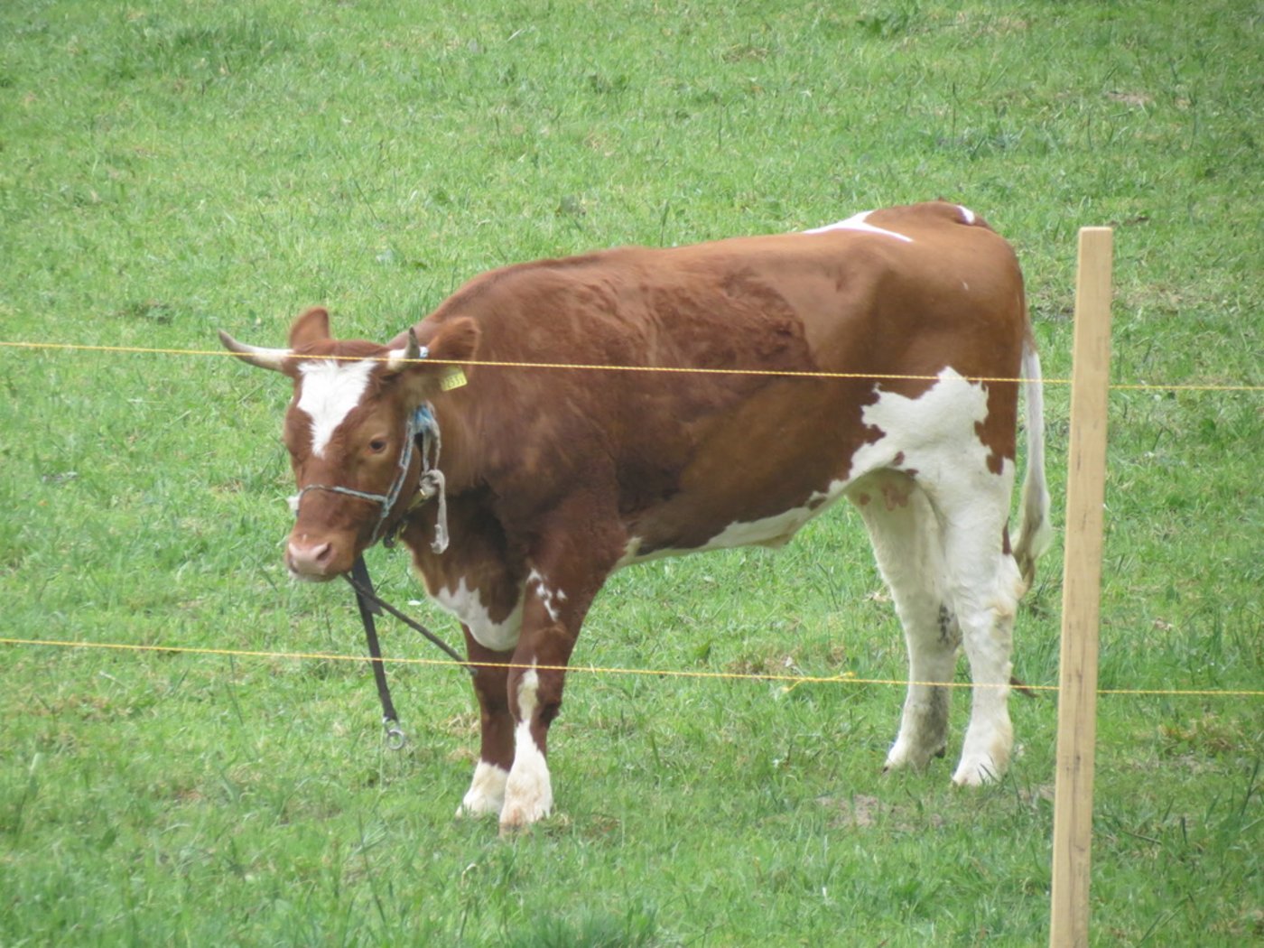 Spächtli - Wieder hinter Zäunen.