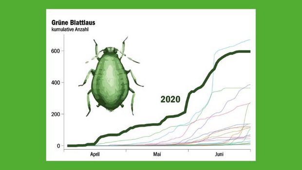 Die kummulierte Anzahl gezählter Blattläuse in der Saugfalle in Changins: In keinem anderen Jahr ist die grüne Blattlaus so früh aufgetreten wie 2020. (Quelle Agroscope Changins)
