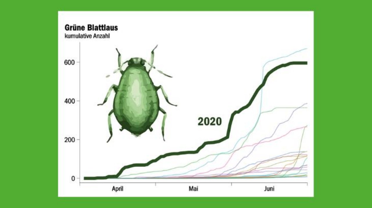 Die kummulierte Anzahl gezählter Blattläuse in der Saugfalle in Changins: In keinem anderen Jahr ist die grüne Blattlaus so früh aufgetreten wie 2020. (Quelle Agroscope Changins)