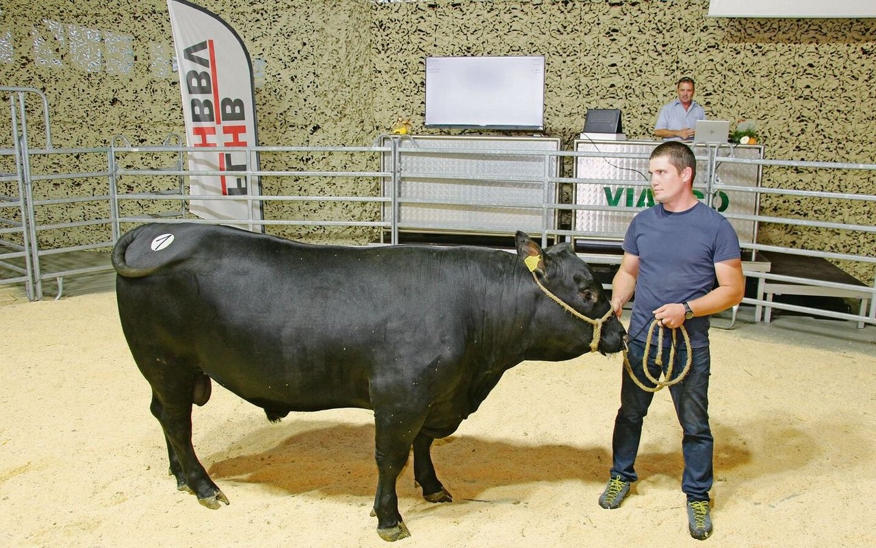 Der Stier 3D Crabbe vom Züchter Hervé Despond aus Dizy VD war Angus-Champion. Mit Fr. 8400.– war er der teuerste Angus und teuerste Stier des Tages. 