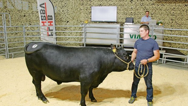 Der Stier 3D Crabbe Der Stier 3D Crabbe vom Züchter Hervé Despond aus Dizy VD war Angus-Champion. Mit Fr. 8400.– war er der teuerste Angus und teuerste Stier des Tages.