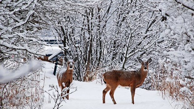 Der starke Schneefall erschwert dem Wild die Nahrungssuche. (Symbolbild Pixabay)