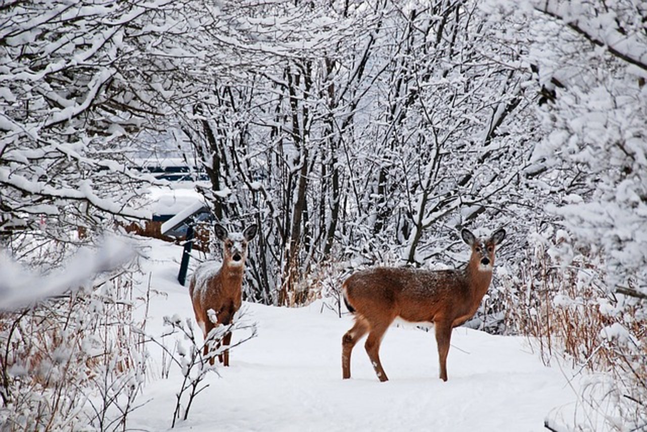 Der starke Schneefall erschwert dem Wild die Nahrungssuche. (Symbolbild Pixabay)