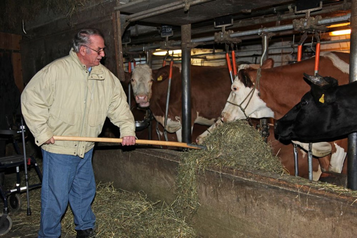 Ernst hat sein grosses, erklärtes Ziel erreicht: Er kann wieder helfen, die Kühe zu füttern. Der Rollator ist immer in der Nähe ... 