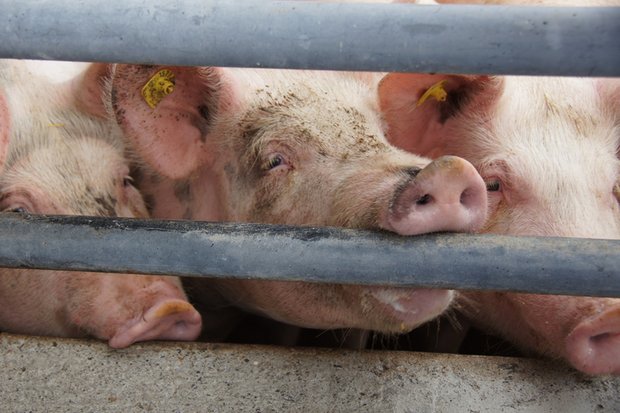 Ein erster Fall der Schweinepest muss in Kambodscha verzeichnet werden. Für die Schweiz besteht weiterhin grosse Gefahr. (Bild lid/ji)