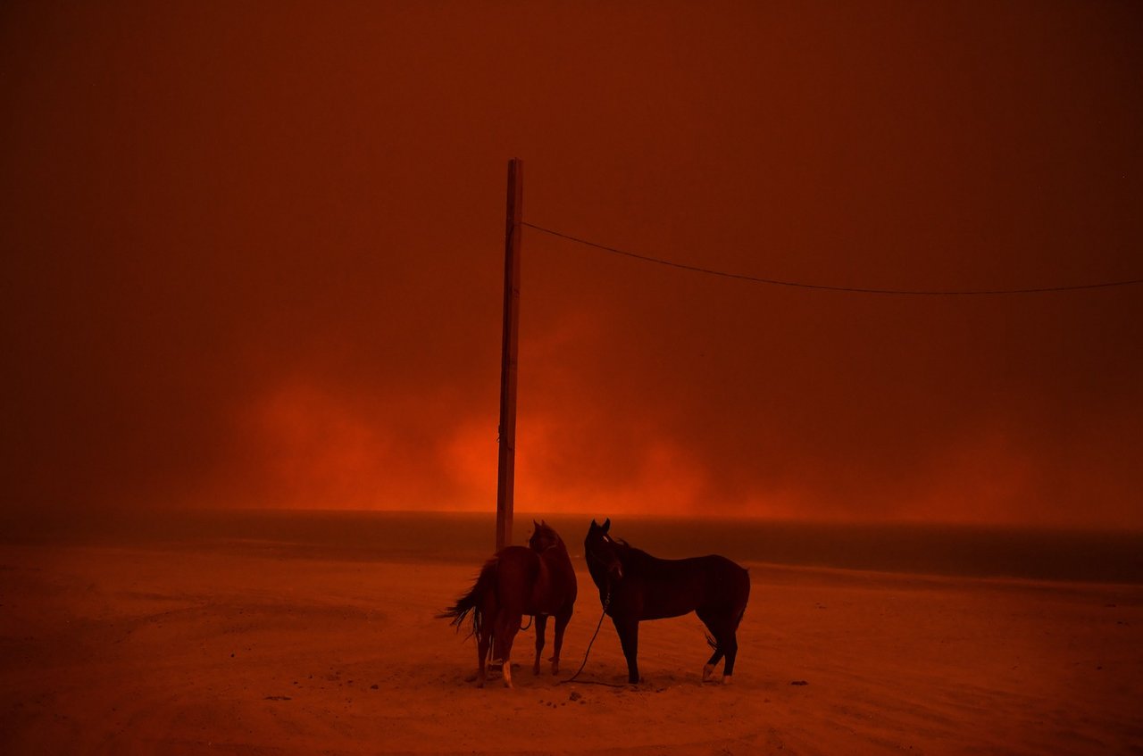 Evakuierte Pferde während des verheerenden Buschbrands in Kalifornien. Zuma Beach, Malibu, 10. Nov. 2018. © World Press Photo (Bild Wally Skalij)