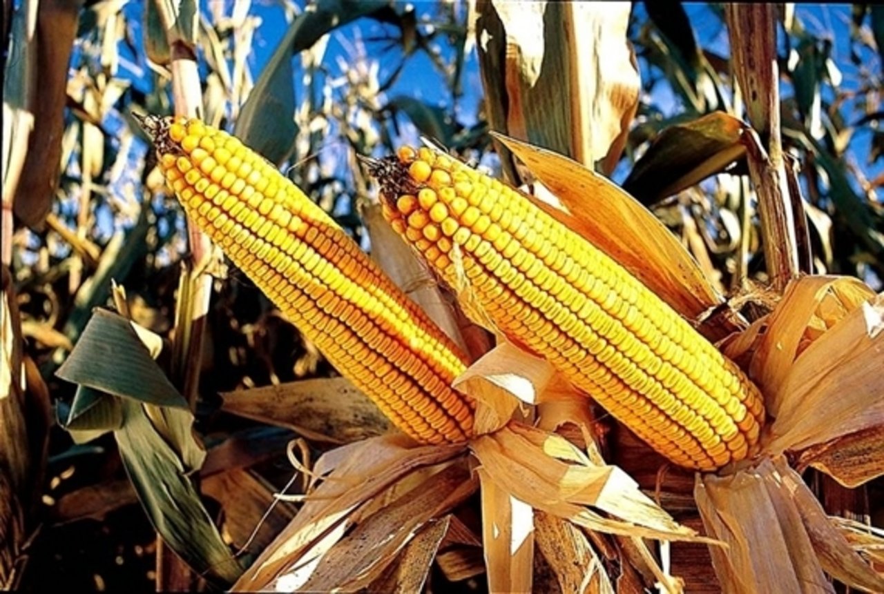 Vorwurf an Syngenta: Die gentechisch veränderte Maissorte sei verkauft worden, bevor die offizielle Einfuhrgenehmigung Chinas vorlag.(Symbolbild pd)