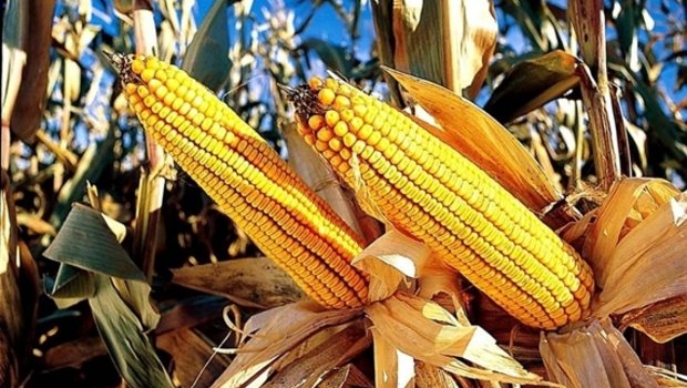 Vorwurf an Syngenta: Die gentechisch veränderte Maissorte sei verkauft worden, bevor die offizielle Einfuhrgenehmigung Chinas vorlag.(Symbolbild pd)