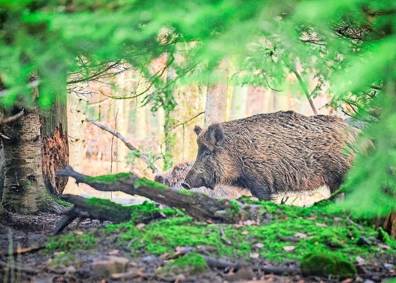 Mit der ASP erkrankte Wildschweine kommen der Schweiz ständig näher. Die Behörden rechnen damit, dass ein Ausbruch hierzulande immer wahrscheinlicher wird. 