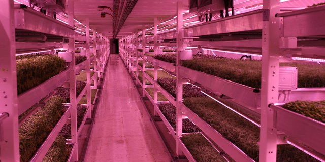 In London wird in einem ehemaligen Weltkriegsbunker die unterirdische Gemüseproduktion erprobt. (Bild Zero Carbon Food)