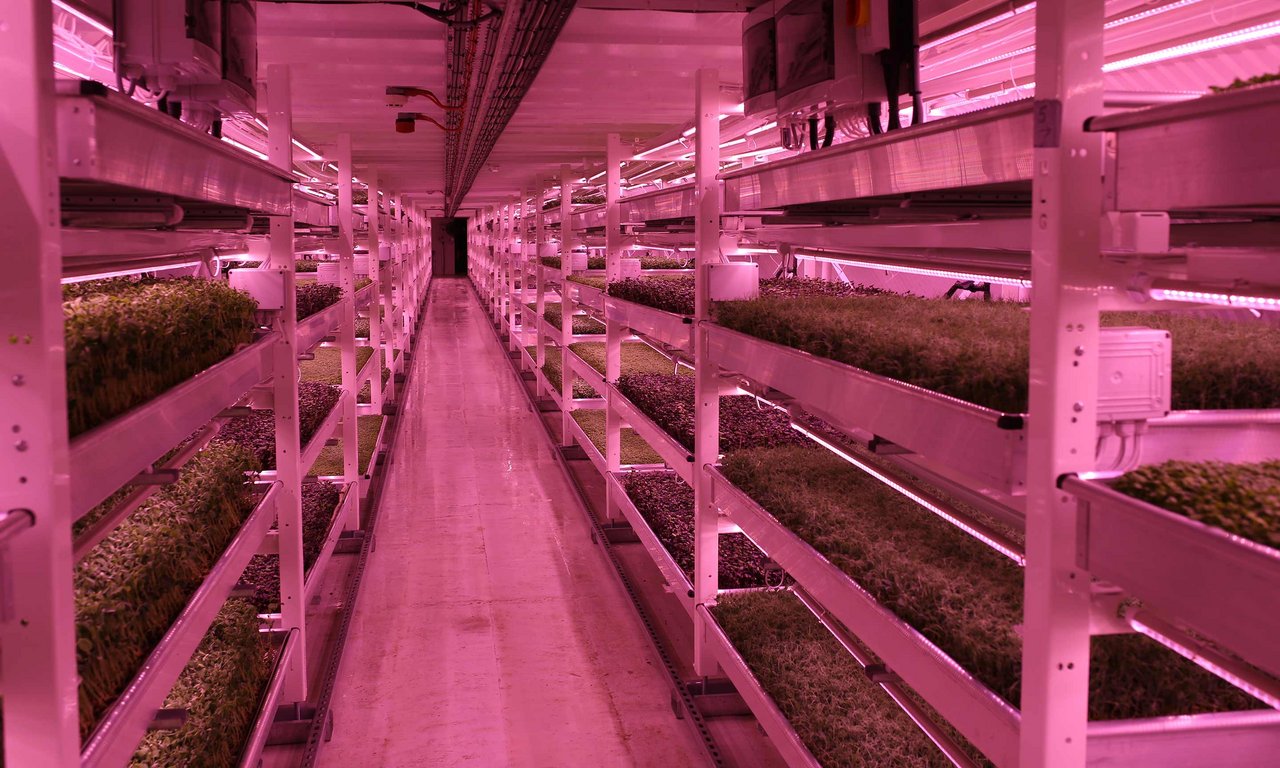 In London wird in einem ehemaligen Weltkriegsbunker die unterirdische Gemüseproduktion erprobt. (Bild Zero Carbon Food)