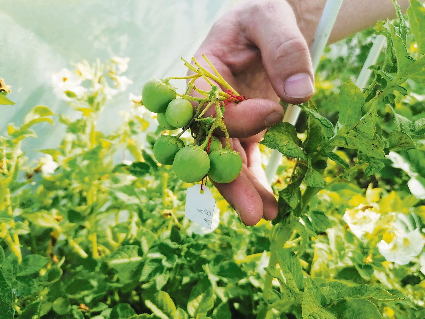 Erstes Jahr: Hier war die Bestäubung erfolgreich. Aus der Kreuzung der Vater- und Mutterpflanze entstehen über hundert Samen und entsprechend viele Sorten. Wenn sich eine Sorte bewährt, wird sie in drei Jahren auf dem Feld getestet. (Bild Belinda Balmer)