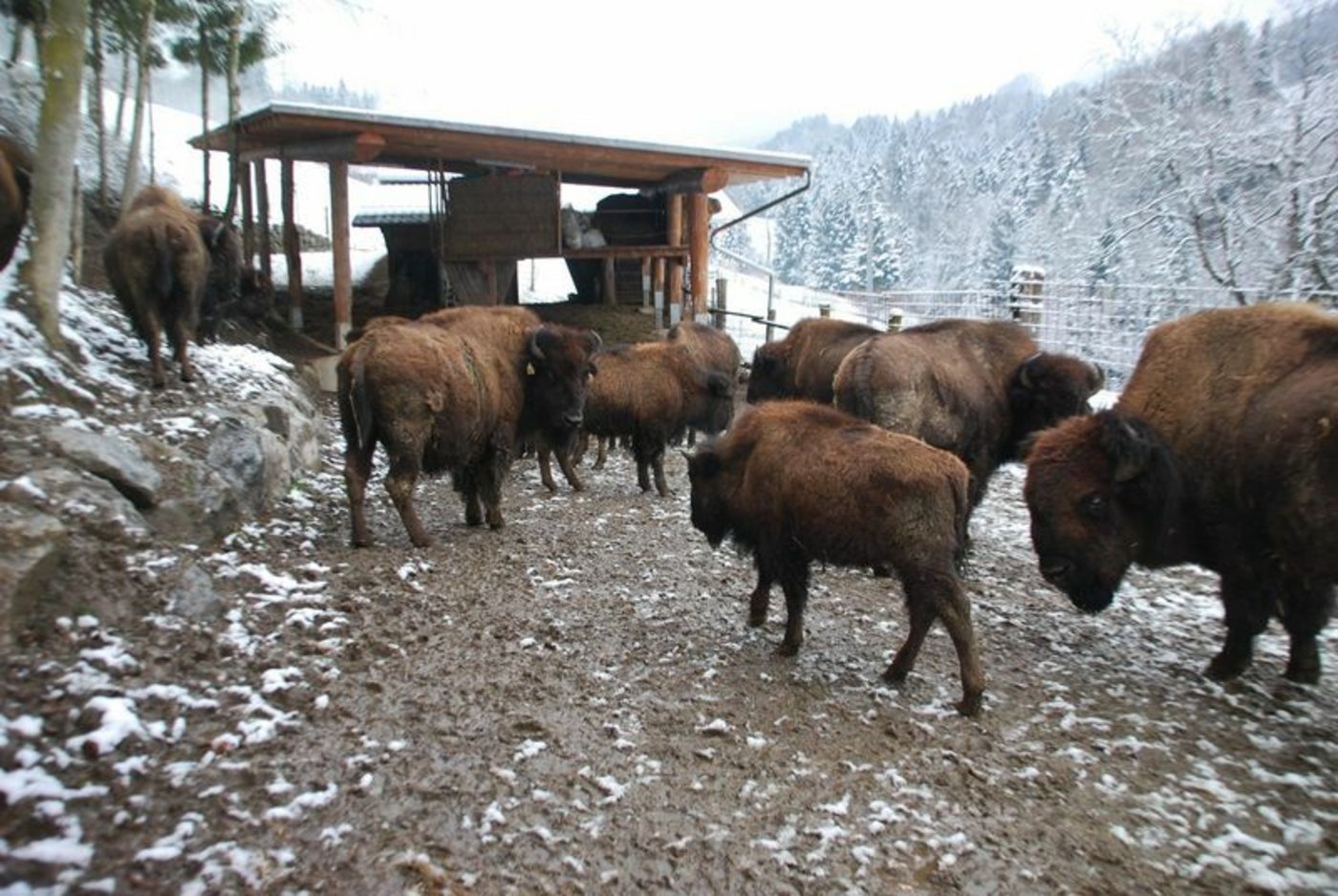 Bei Bühlmanns kommen auf eine Hektare ungefähr 3 Tiere.