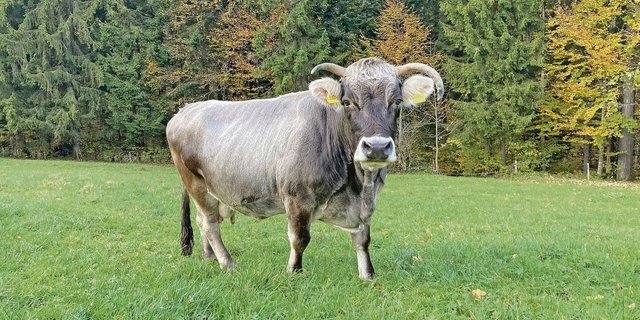 Resy, die 22-jährige Grauvieh-Kuh, ist immer noch rüstig und geht jedes Jahr auf die Alp.  